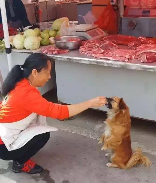 超市老板假借爱心领养烹食流浪狗