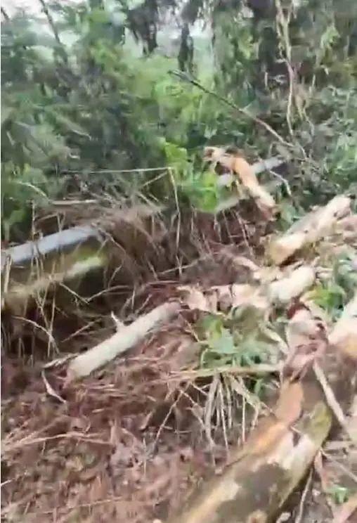 广西暴雨稻田成河