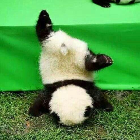 男子遇夜跑大熊猫一开始以为是猪