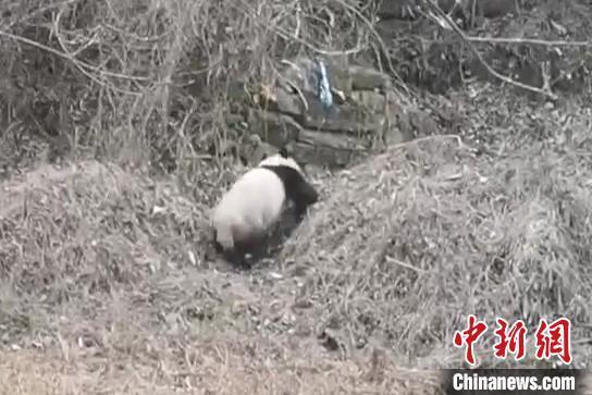 男子遇野生大熊猫一开始以为是猪