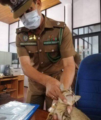一只猫向监狱走私毒品被抓