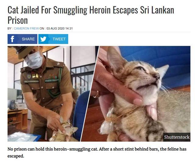 猫咪向监狱走私毒品