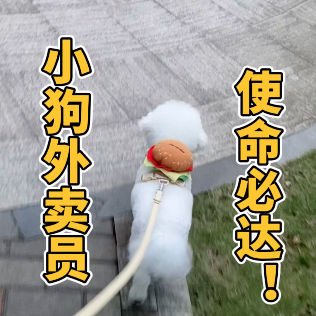 小狗外卖员 使命必达