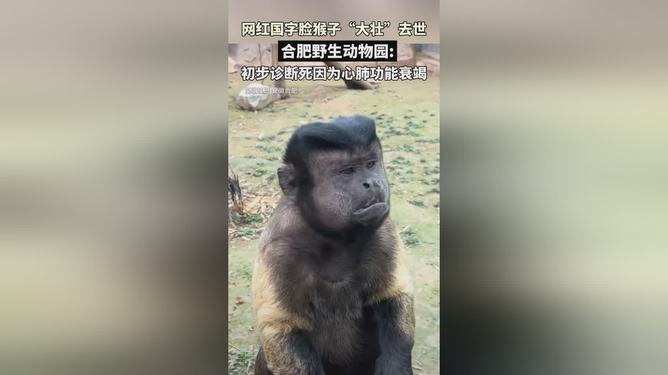网红猴大壮因病离世