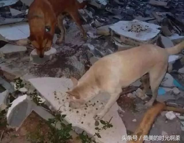 "令人心碎！加沙难民怒斥救济站食物'这连狗都不吃！'"