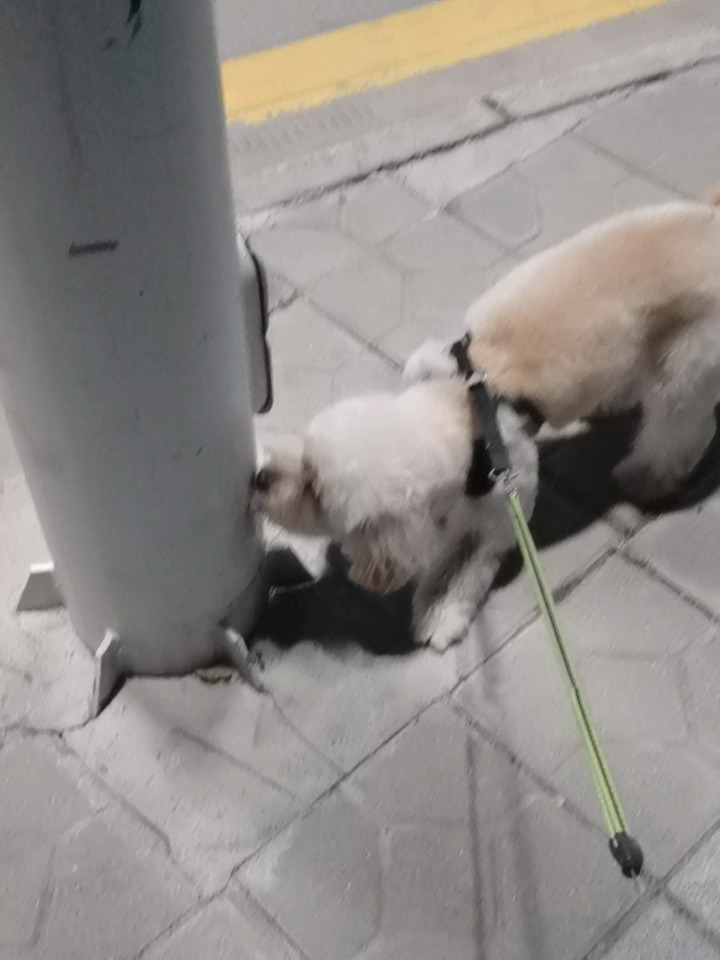 "起猛了看到小狗的朋友圈了"揭秘宠物社交媒体的惊人内幕！